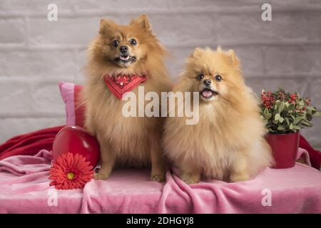 Deux spitzes pomeraniens mignons avec des décorations dans le studio Banque D'Images