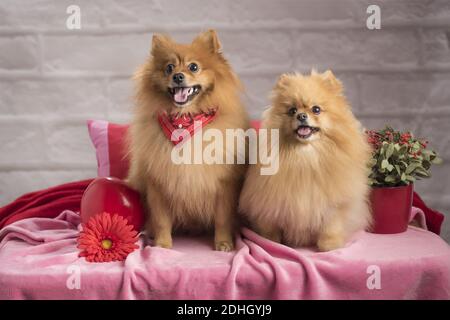 Deux spitzes pomeraniens mignons avec des décorations dans le studio Banque D'Images