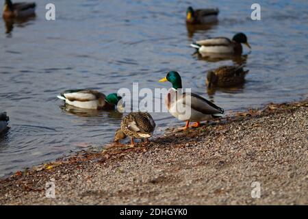 Titisee-Neustadt, Allemagne - 10 30 2012: Famille avec un jeune garçon nourrissant des canards sur le lac Titisee lors d'une belle journée d'automne froide et ensoleillée Banque D'Images