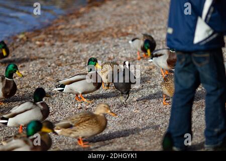 Titisee-Neustadt, Allemagne - 10 30 2012: Famille avec un jeune garçon nourrissant des canards sur le lac Titisee lors d'une belle journée d'automne froide et ensoleillée Banque D'Images