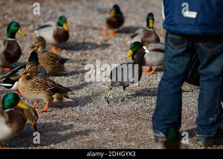 Titisee-Neustadt, Allemagne - 10 30 2012: Famille avec un jeune garçon nourrissant des canards sur le lac Titisee lors d'une belle journée d'automne froide et ensoleillée Banque D'Images