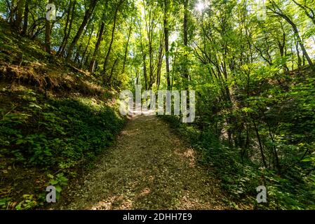 Sentier de randonnée dans la forêt ou le parc. Les rayons du soleil traversent le feuillage. Banque D'Images