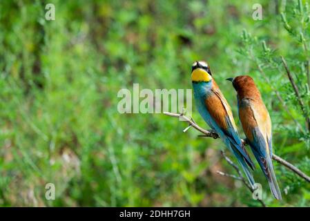 Deux des guêpiers est assis sur une branche inclinée sur un fond vert en plein soleil. Un oiseau tenir une abeille dans son bec Banque D'Images