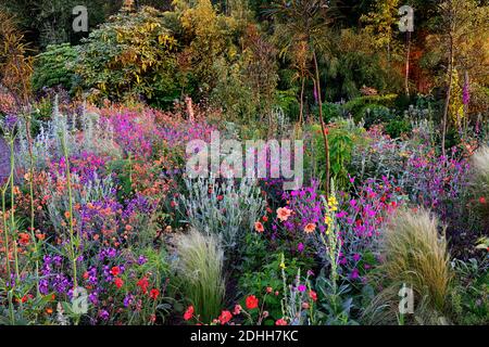 Geum Rubin, Geum totalement Tangerine, Geum Scarlet Tempest, Lychnis Hill Grounds, Lunaria annua Chedglow, dahlua, verbascum, programme de plantation mixte, co Banque D'Images