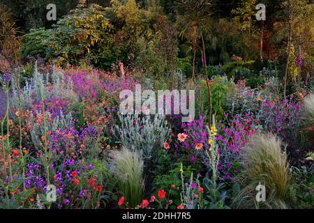 Geum Rubin, Geum totalement Tangerine, Geum Scarlet Tempest, Lychnis Hill Grounds, Lunaria annua Chedglow, dahlua, verbascum, programme de plantation mixte, co Banque D'Images