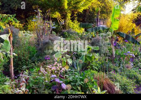 allium,Ensete ventricosum Maurelii,senecio,fenouil,sonchus,alliums pourpres,banane,Bocconia frutescens,astrantia bo ann,mélange,oignons ornementaux,orna Banque D'Images