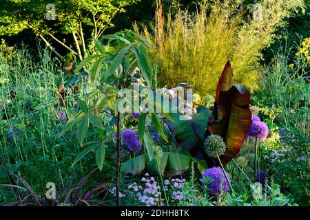 allium pourpre sensation,Allium Globemaster,Ensete ventricosum Maurelii,violettes alliums,banane noire éthiopienne,astrantia bo ann,mix,mixte,ornementale oni Banque D'Images