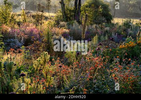 Jardin de Baclkit, contre-jour, Geum Rubin, Geum totalement Tangerine, Geum Scarlet Tempest, Lychnis Hill Grounds, Lunaria annua Chedglow, dahlia, verras Banque D'Images