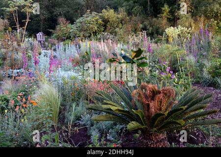 Cycad,Geum Rubin, Geum totalement Tangerine,Geum Scarlet Tempest,Cycad,Lychnis Hill Grounds,Lunaria annua Chedglow plands,dahlia,verbascum,mixte planti Banque D'Images