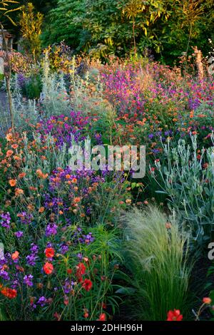 Geum Rubin, Geum totalement Tangerine, Geum Scarlet Tempest, Lychnis Hill Grounds, Lunaria annua Chedglow, dahlia, verbascum, programme mixte de plantation, co Banque D'Images