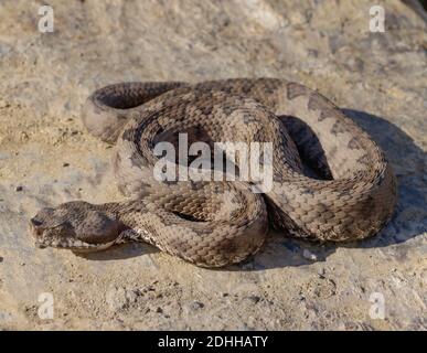 Escarup nez additionneur, Vipera latastei en espagne Banque D'Images