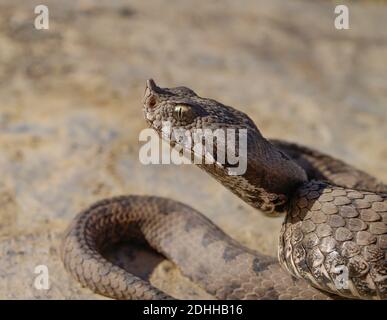 Escarup nez additionneur, Vipera latastei en espagne Banque D'Images