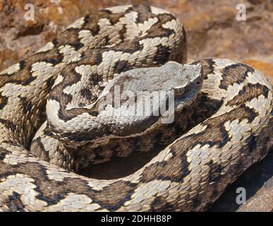 Escarup nez additionneur, Vipera latastei en espagne Banque D'Images