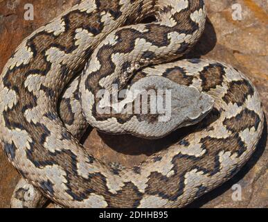 Escarup nez additionneur, Vipera latastei en espagne Banque D'Images