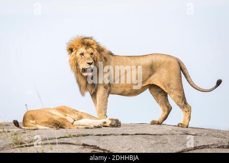 Lion mâle d'accouplement debout sur un rocher regardant alerte et Sa femme couchée au repos dans le parc national de Serengeti Tanzanie Banque D'Images