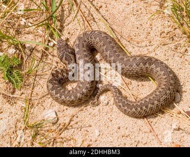 Vipera ursinii macrops, vipère de prairie en croatie Banque D'Images