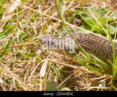 Vipera ursinii macrops, vipère de prairie en croatie Banque D'Images