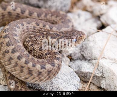 Vipera ursinii macrops, vipère de prairie en croatie Banque D'Images