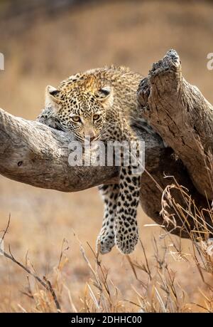 Jeune léopard cub reposant sur une branche d'arbre mort dans Parc national Kruger en Afrique du Sud Banque D'Images