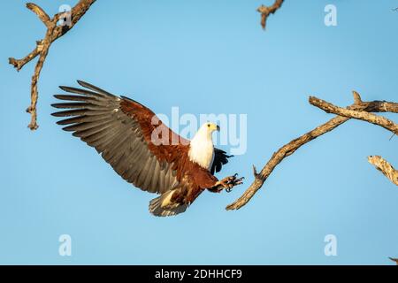 Aigle à poissons (Haliaeetus chemifer) avec ses ailes larges ouvertes essayant d'atterrir sur un Branche d'arbres dans le parc Kruger en Afrique du Sud Banque D'Images