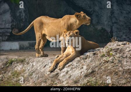 Les grands chats africains en pleine enceinte à la faune indienne réserver Banque D'Images