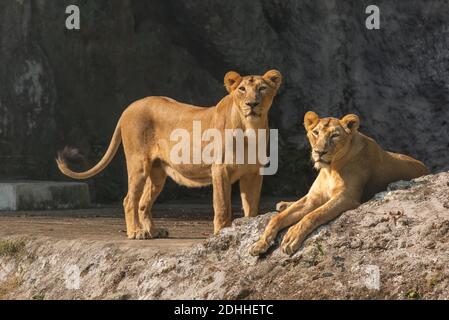 Les grands chats africains en pleine enceinte à la faune indienne réserver Banque D'Images