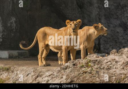 Les grands chats africains en pleine enceinte à la faune indienne réserver Banque D'Images