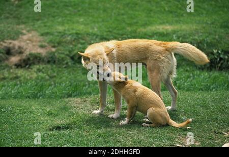 Dingo, canis familiaris dingo, Mère avec chiot, Australie Banque D'Images