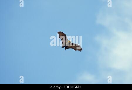 Renard volant, pteropus sp., adulte en vol Banque D'Images