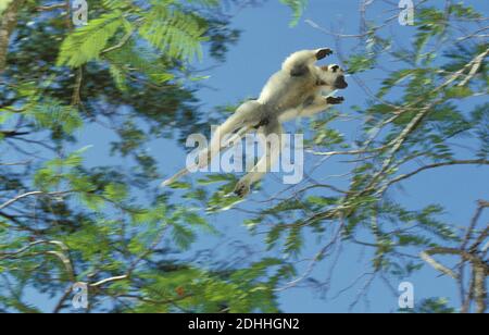 Sifaka de Verreaux, propithecus verreauxi, saut de mâles vers une autre branche, réserve de Berent à Madagascar Banque D'Images