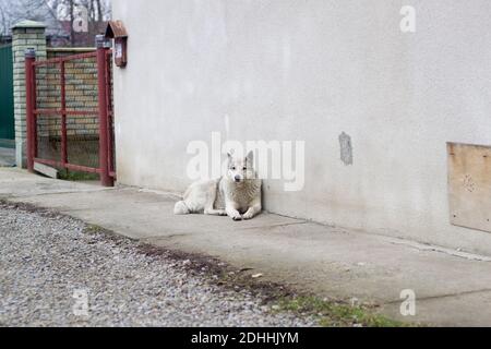 Grand blanc adulte intelligent race chien West Siberian Laika assis à l'extérieur de la maison de garde. Banque D'Images