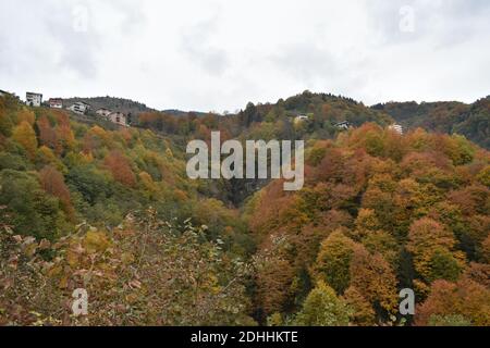 Un cliché majestueux d'une pente de colline densément boisée couverte avec feuillage d'automne coloré Banque D'Images