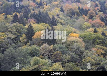 Un cliché majestueux d'une pente de colline densément boisée couverte avec feuillage d'automne coloré Banque D'Images