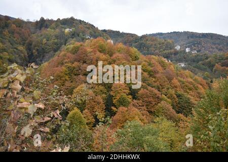 Un cliché majestueux d'une pente de colline densément boisée couverte avec feuillage d'automne coloré Banque D'Images