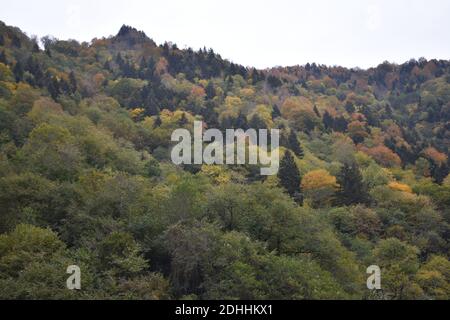 Un cliché majestueux d'une pente de colline densément boisée couverte avec feuillage d'automne coloré Banque D'Images