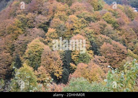 Un cliché majestueux d'une pente de colline densément boisée couverte avec feuillage d'automne coloré Banque D'Images