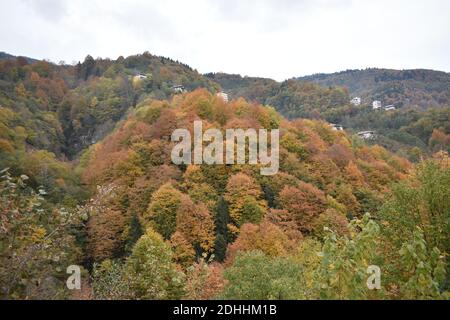 Un cliché majestueux d'une pente de colline densément boisée couverte avec feuillage d'automne coloré Banque D'Images