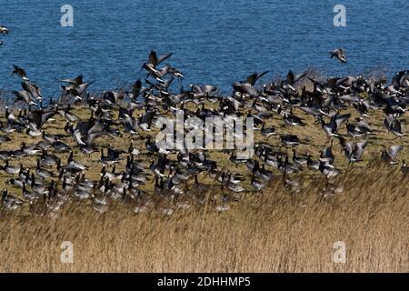 L'hivernage de la Bernache de Barnacle pourrait amener l'influenca aviaire en Europe Banque D'Images