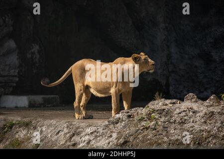 La lionne africaine dans une enceinte ouverte à une faune indienne sanctuaire Banque D'Images