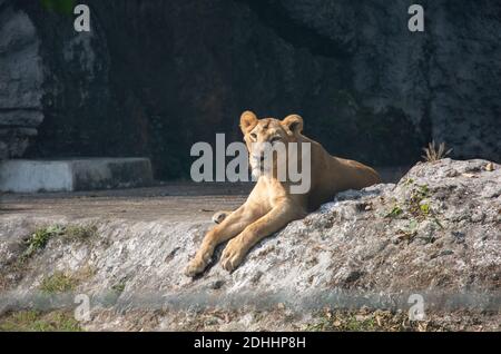 La lionne africaine dans une enceinte ouverte à une faune indienne sanctuaire Banque D'Images