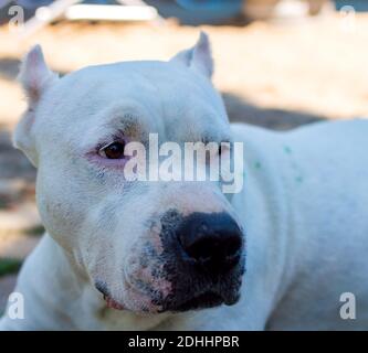 Gros plan sur le chien pitbull blanc par beau temps Banque D'Images