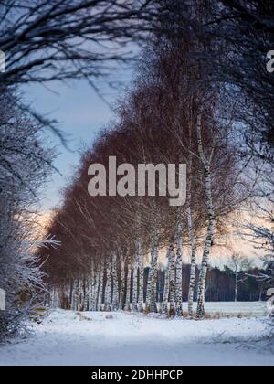 Belle allée de bouleau pour les piétons et les cyclistes avec frais neige sur froid décembre matin Banque D'Images