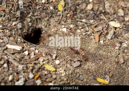 Un gros plan de l'entrée d'un trou de nid d'un fourmis le sol avec des fourmis qui marchent autour Banque D'Images