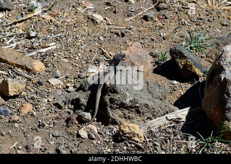 Espagne, îles Canaries, Ténérife, parc national endémique du lézard Teide de Ténérife Banque D'Images