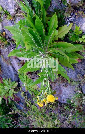 Espagne, Ténérife, pissenlit géant - Sonchus acaulis, endémique aux îles Canaries Banque D'Images