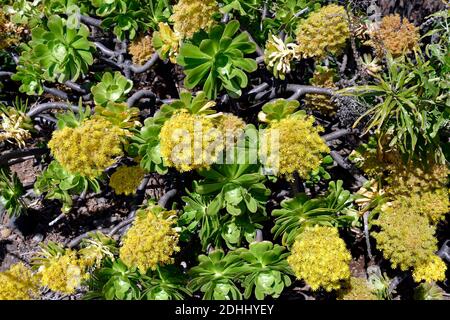 Espagne, îles Canaries, Ténérife, arbre aeonium aka Irish Rose Banque D'Images