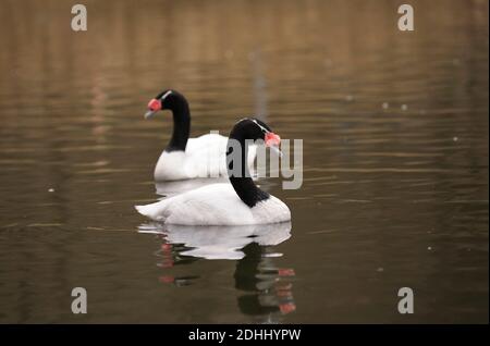 Cygnes à col noir, Cygnus melancoryphus, nageant dans le lac Banque D'Images
