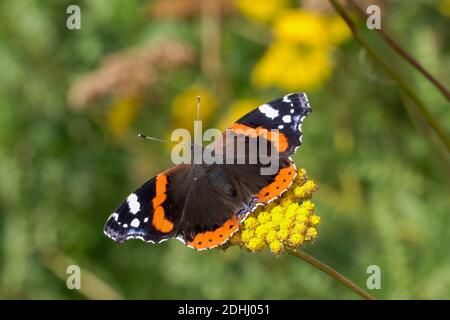 Papillon de l'amiral rouge (Vanessa atalanta) reposant sur une plante de fleur jaune d'Achillea filipendulina 'Gold plate' pendant la saison d'été, macro gros plan Banque D'Images