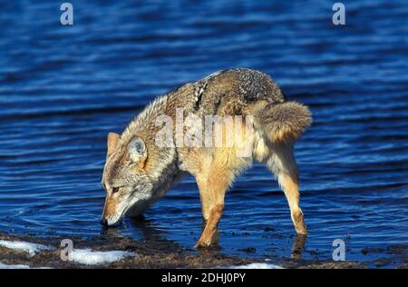 Coyote, canis latrans, eau potable pour adultes, Montana Banque D'Images