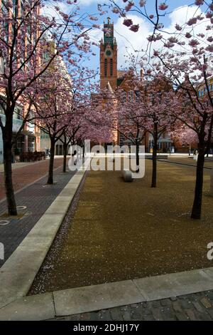 Galerie IKON avec fleur de cerisier dans Bloom à Oozells Square Au centre-ville de Birmingham Birmingham, Angleterre, Royaume-Uni Banque D'Images